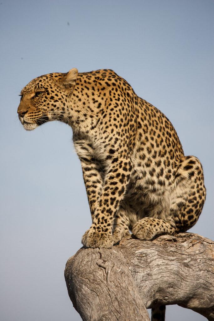 safari equestre botswana