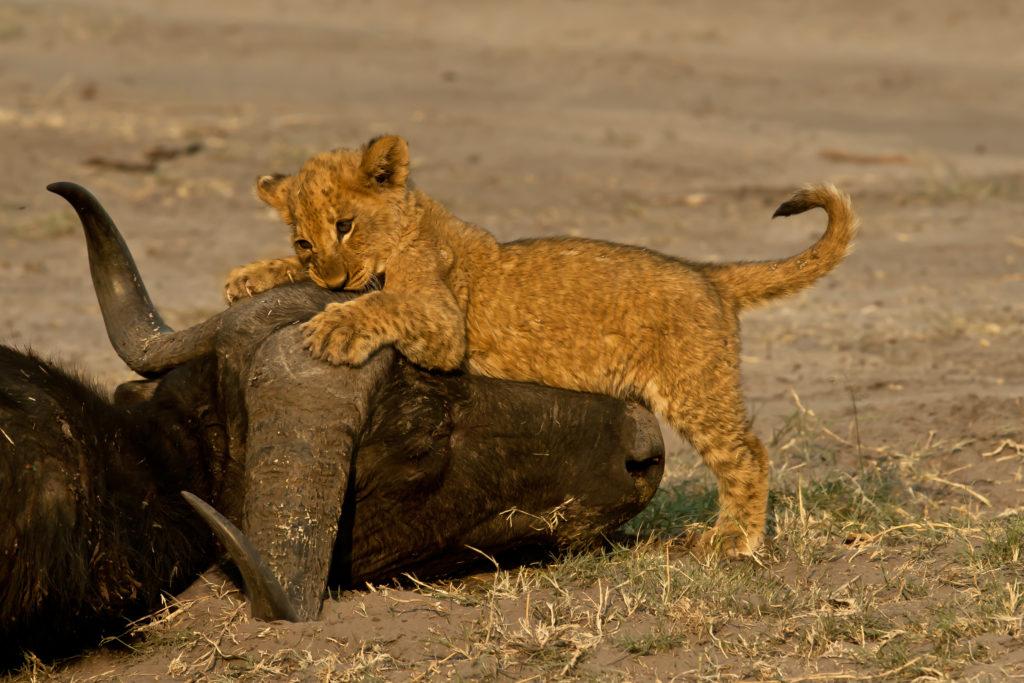Predator Safari Packages in Botswana
