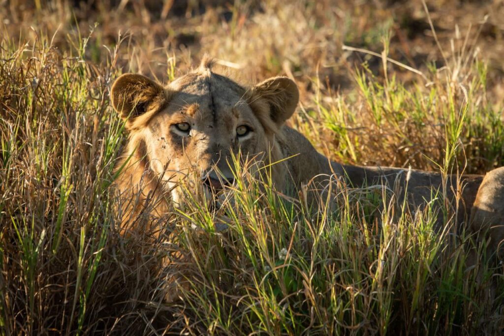 The Best Safari Destinations To Spot The Big 5