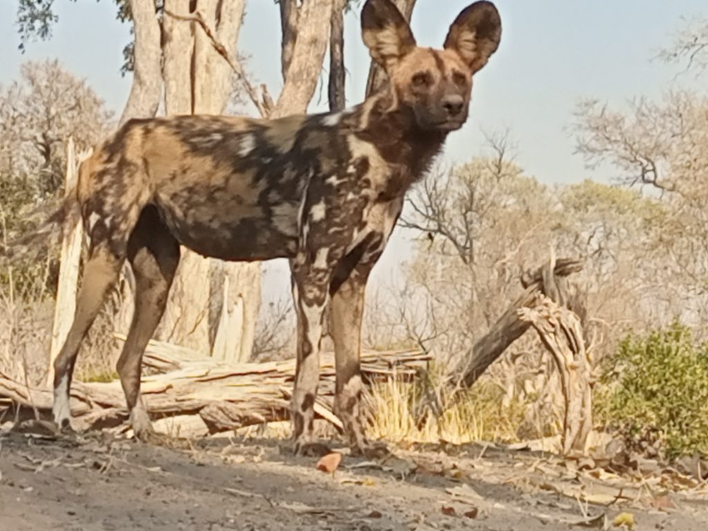 Predator Safari Packages in Botswana