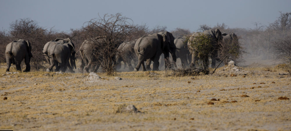 Makgadikgadi Pans: A Lunar Landscape.