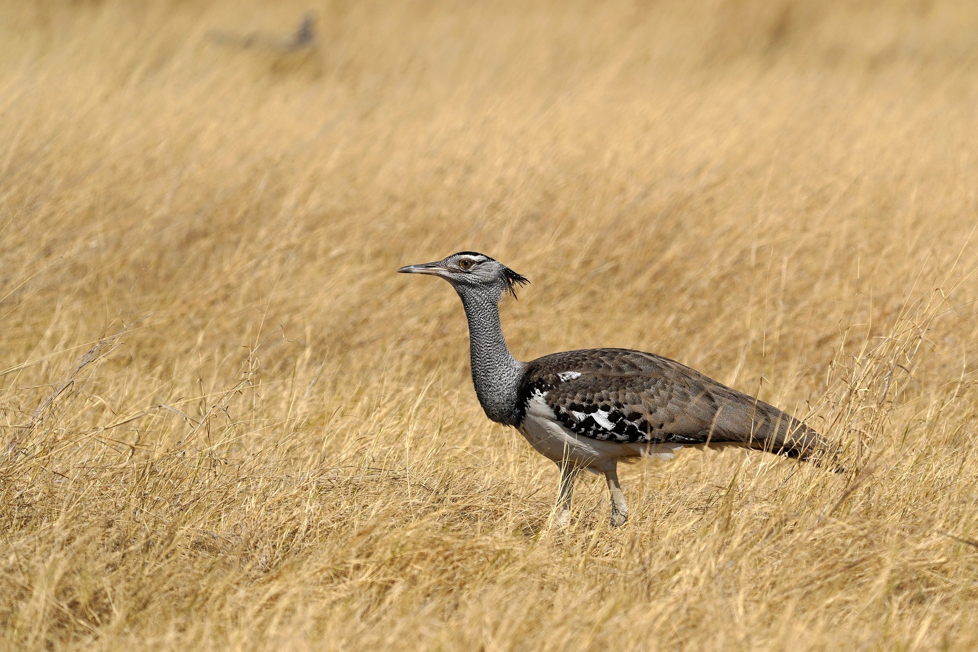 Kori bustard