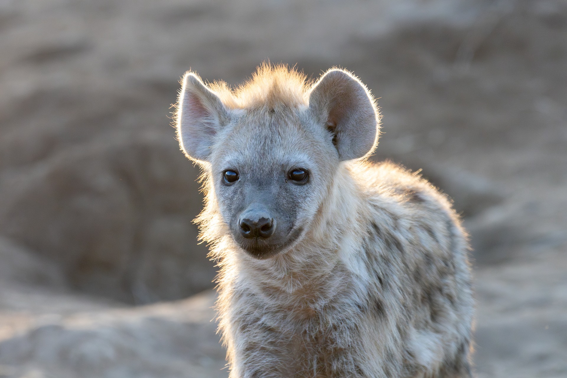 Brown hyena