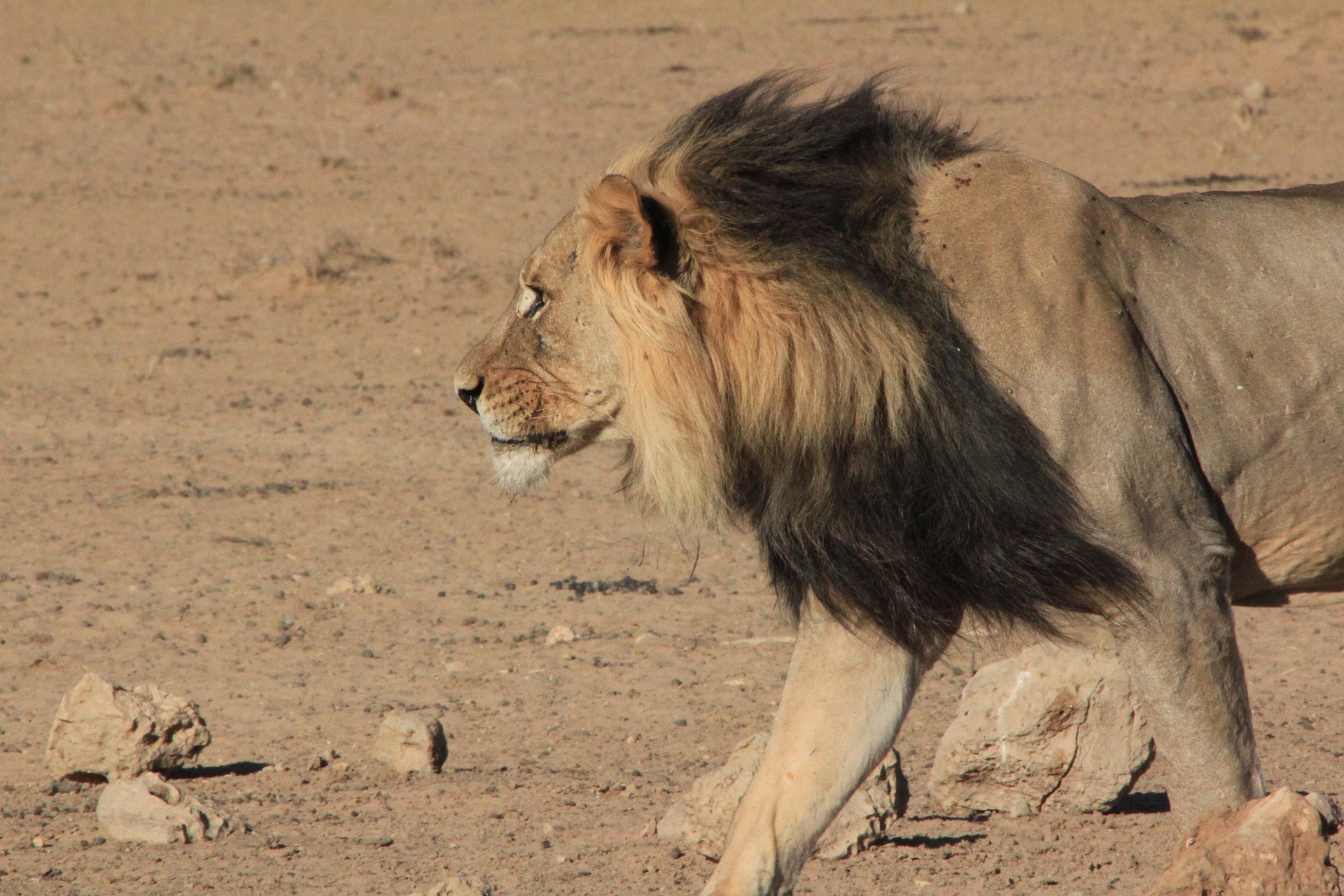 Kalahari black-maned lions