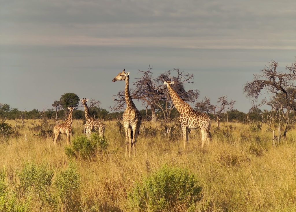 Moremi Game Reserve Safari