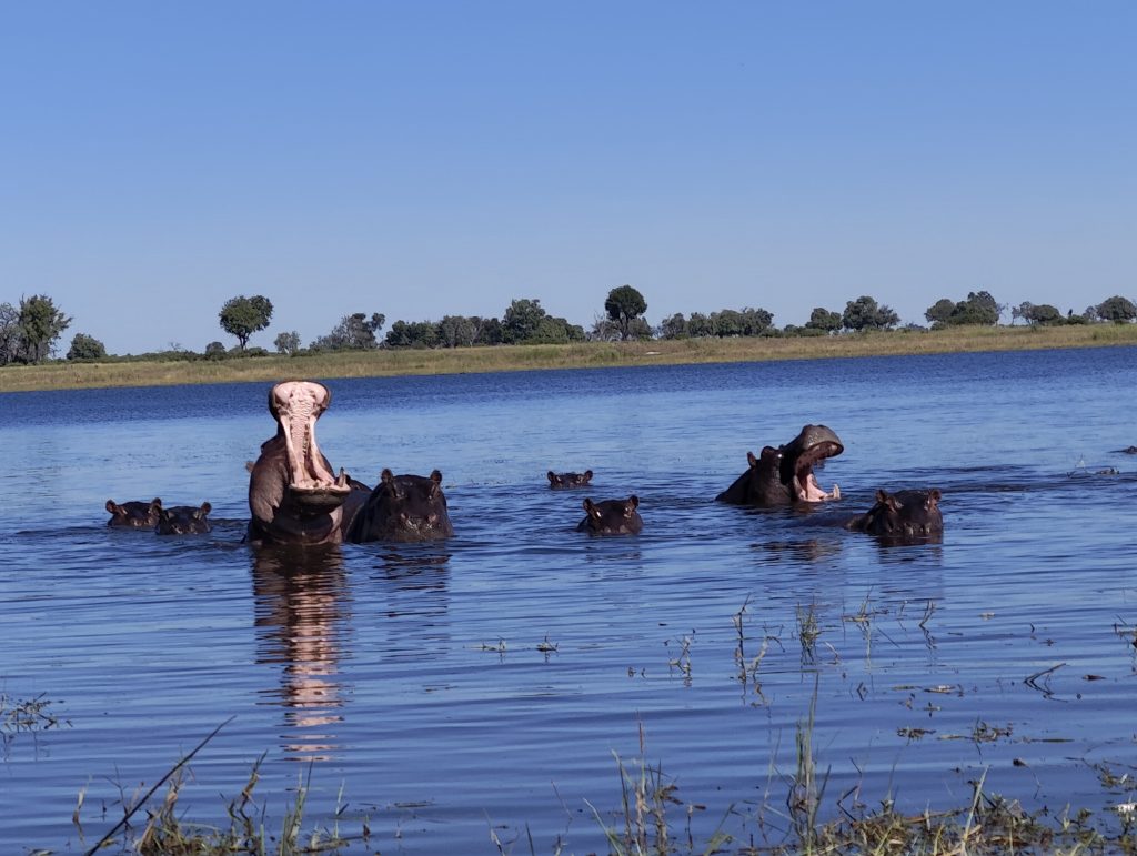 Moremi Game Reserve Safari
