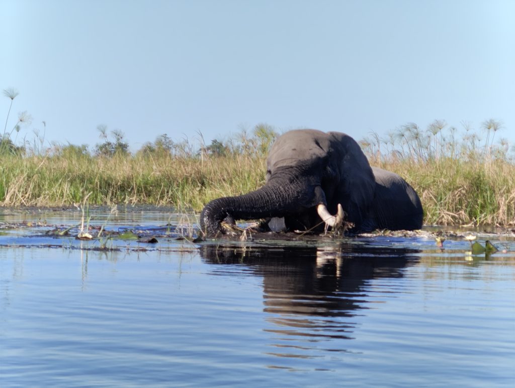 Moremi Game Reserve Safari