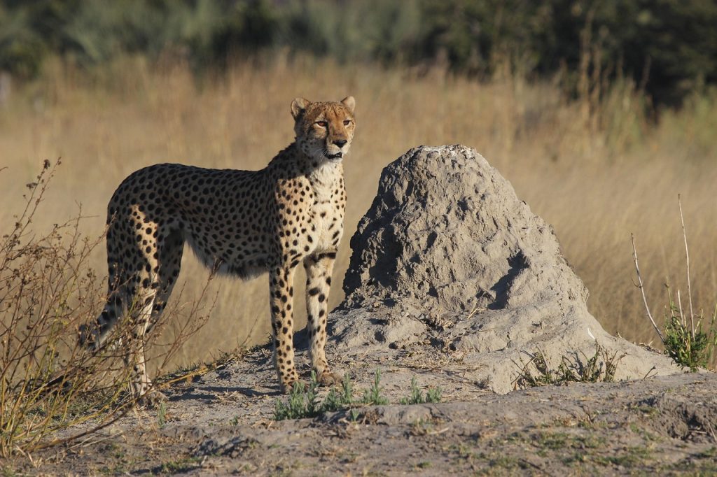 Moremi Game Reserve Safari