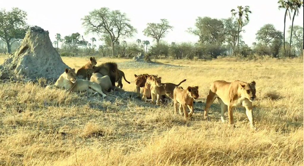 Moremi Game Reserve Safari