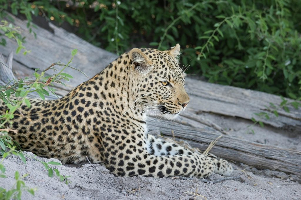 Moremi Game Reserve Safari