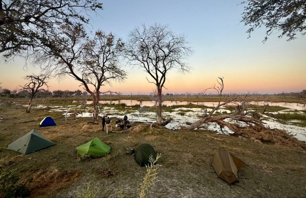 Moremi Game Reserve Safari