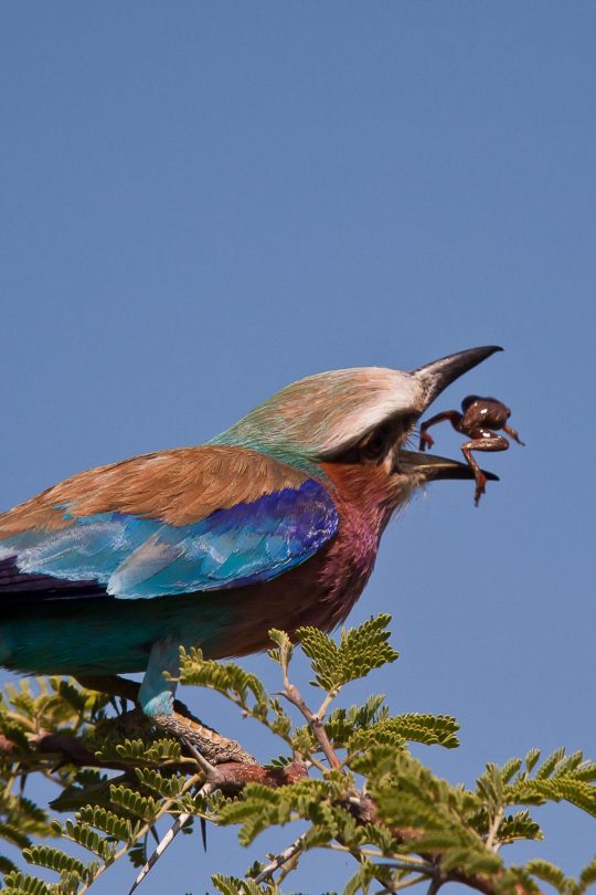 Bird Tour Safari