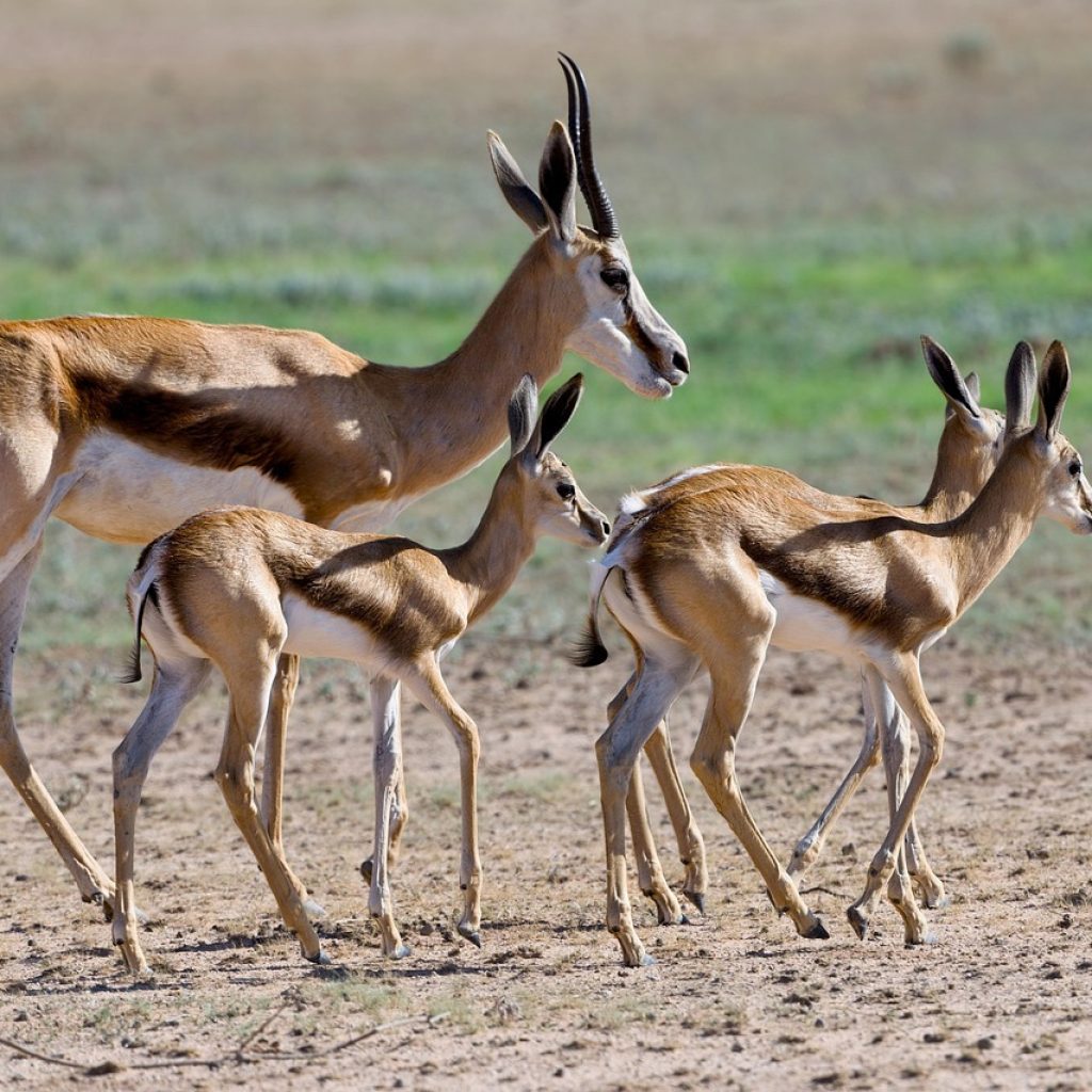 Central Kalahari Game Reserve Central Kalahari Game Reserve