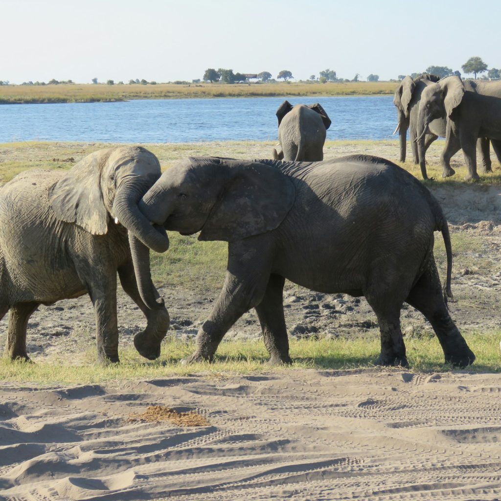 Elephants a
