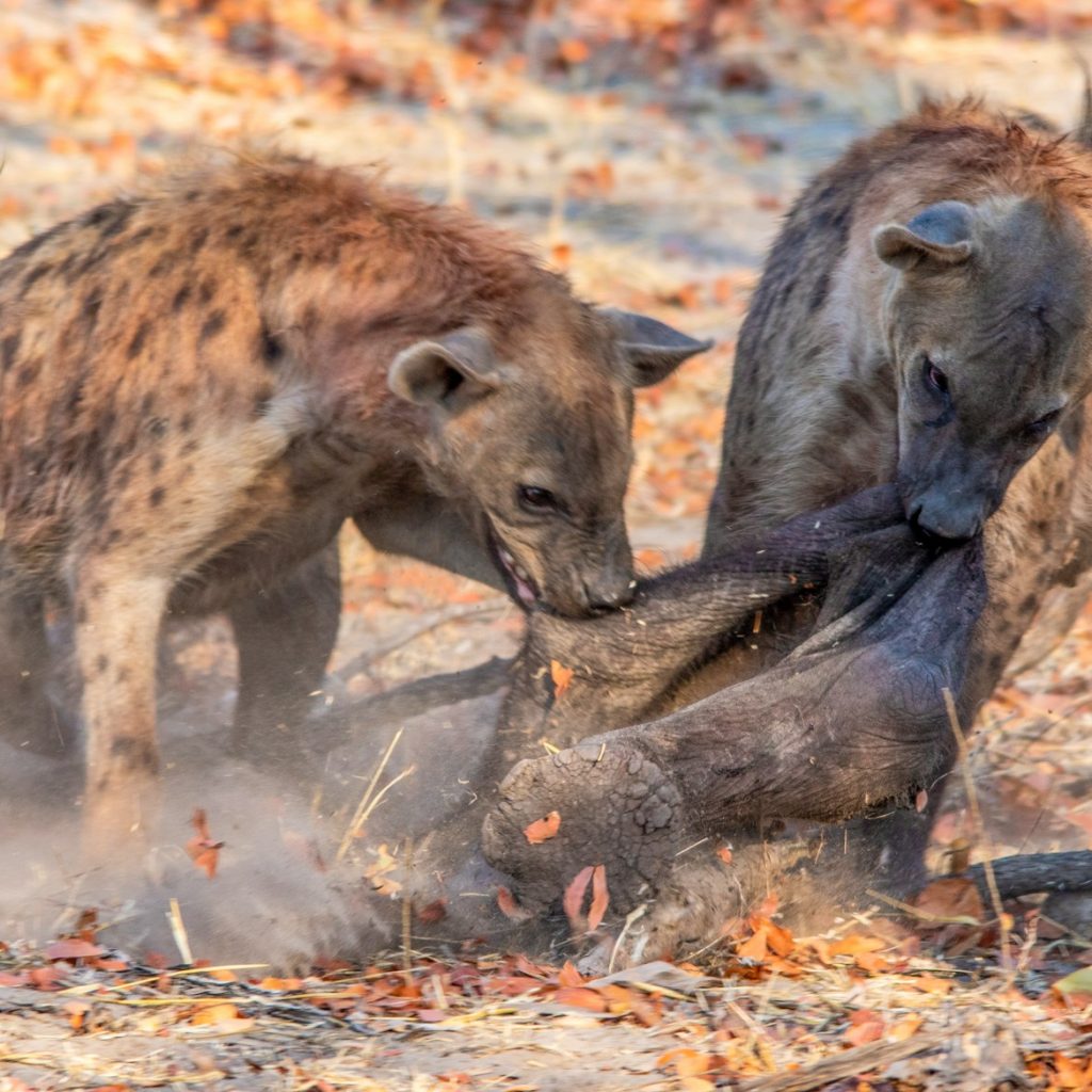 Two spotted hyena fighting over the remains of a baby elephant Khwai