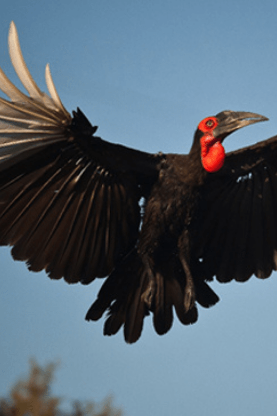 Bird Tour Safari