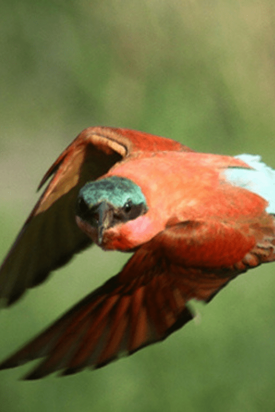 Bird Tour Safari