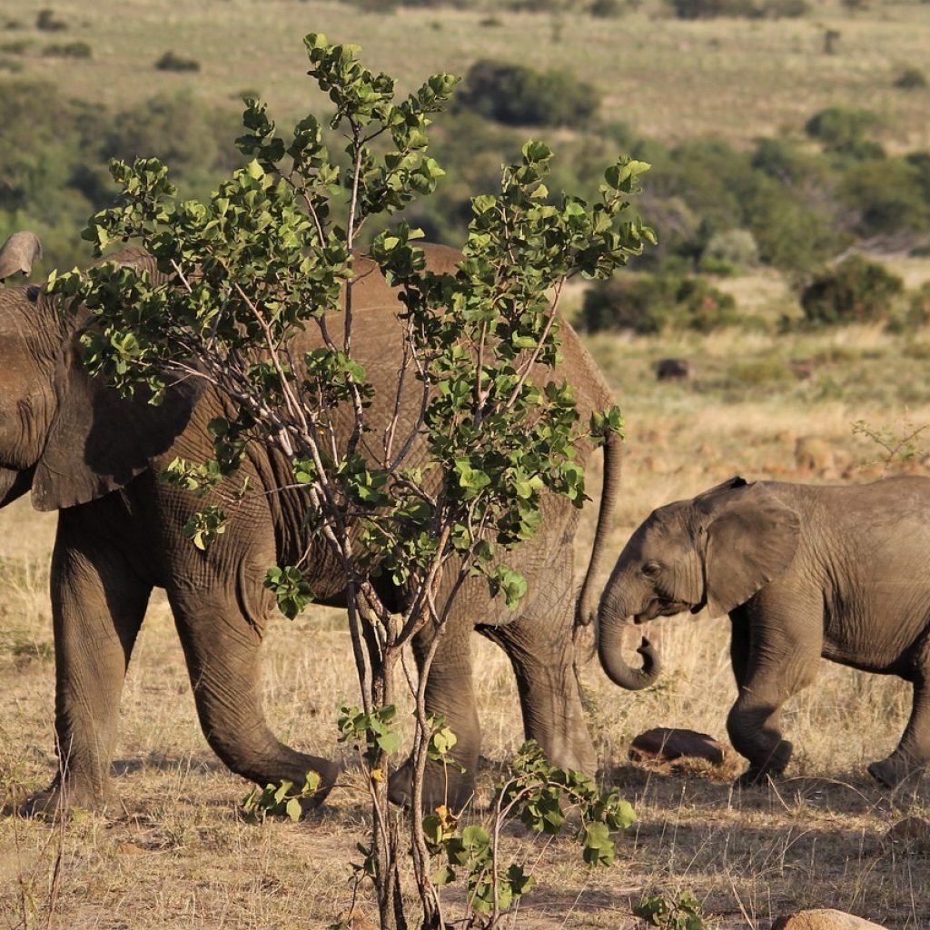 Linyanti Wildlife Reserve
