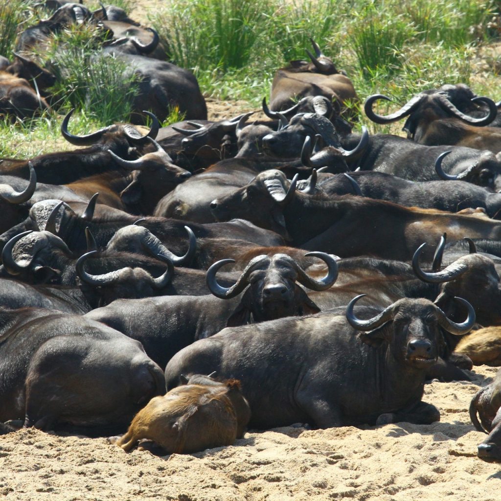 buffalo herds Mababe Depression